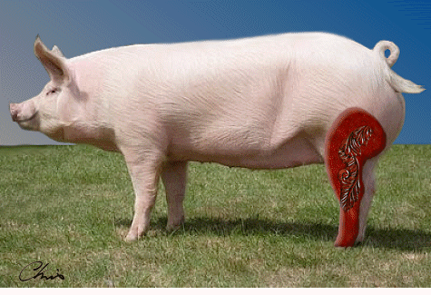 More crackling anyone? armelle_the_pig.gif